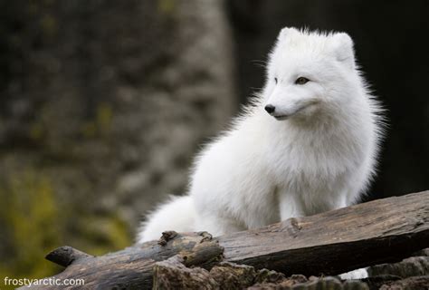 Where Do Arctic Foxes Live Frosty Arctic