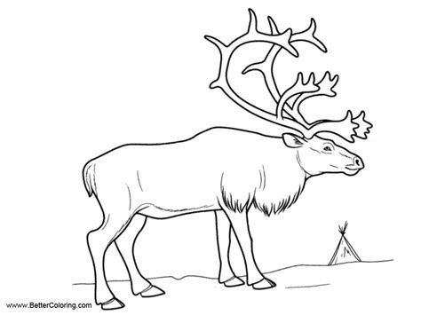 Arctic Tundra Animals Coloring Pages Reindeer Free