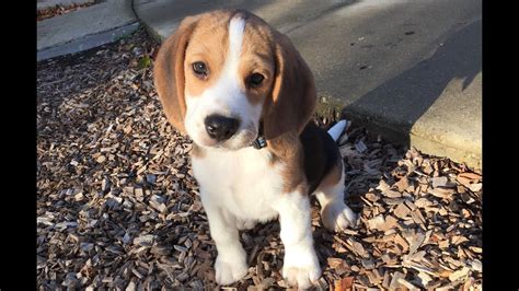 Beagle Puppy From 10 Weeks To 10 Months Youtube