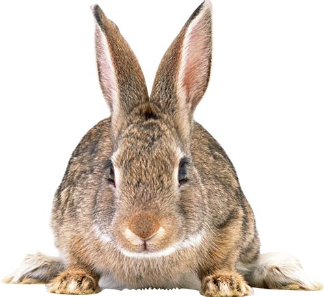 Is a high quality free transparent png image, which is classified into bunny png png, bad bunny png png, bugs bunny png png. Rabbit PNG images, free png rabbit pictures download