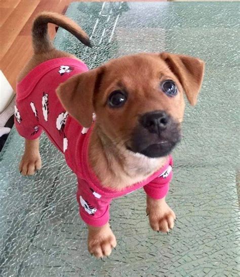 Here Are 22 Dogs In Pajamas That Are Guaranteed To Turn Any Frown
