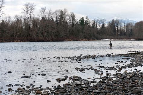 An Update On The Skagit Steelhead Fishery And Implications For The