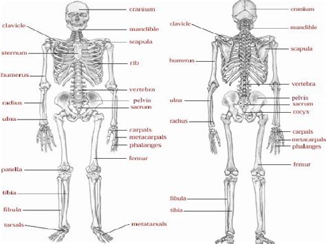 Active flexibility is how much you can stretch unaided, by stretching the joint and freezing in the the thoracic spine was not included in the diagram of joints above, as it is not a joint and indeed included in most flexibility trainings. The Skeleton And Joints Wk3