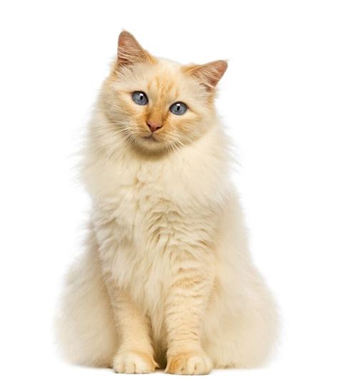 Birman Cat Breed Information And Pictures Petguide Petguide