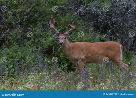A White Tailed Deer Buck With Large Velvet Antlers Walking Through The