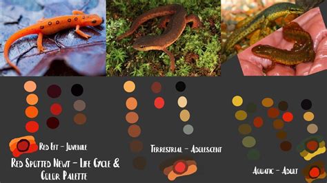 Eastern Newt Life Cycle