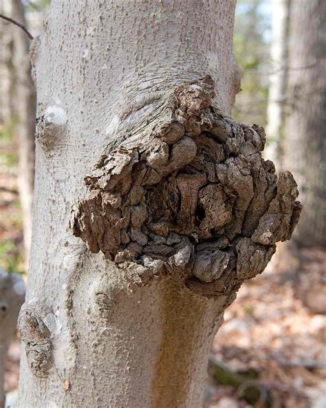 Arborists Work To Slow The Spread Of Beech Bark Disease Total