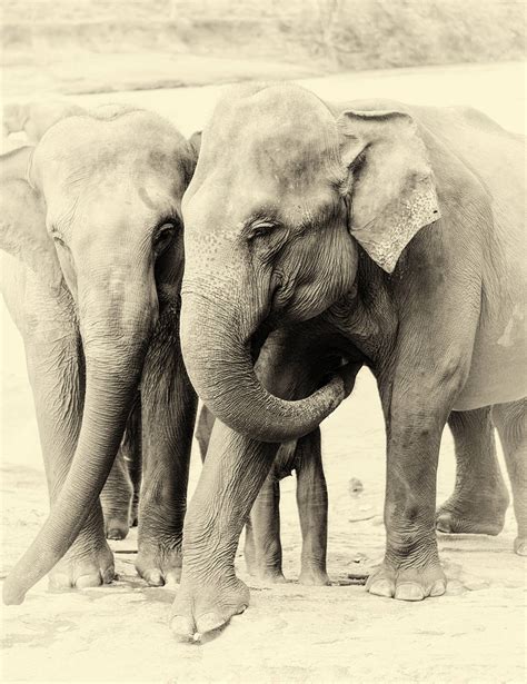 Elephant Prints Animal Art