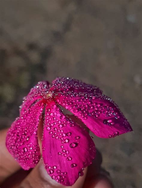 Dew Drops Flower Pixahive