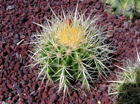 Round cactus covered with sharp golden spikes that catch the light. How to take care a Golden Barrel Cactus : Grows on You