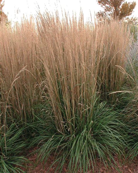 Departments Grass Calamagrostis Karl Foerster 1 Gallon
