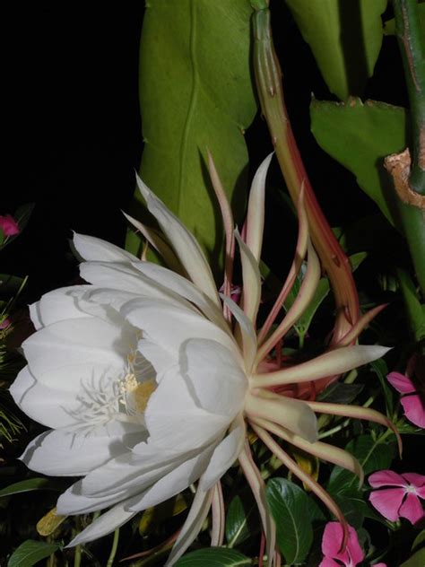 Dama De Noche O Dutchmans Pipe Cactus Epiphyllum Oxypetalum A