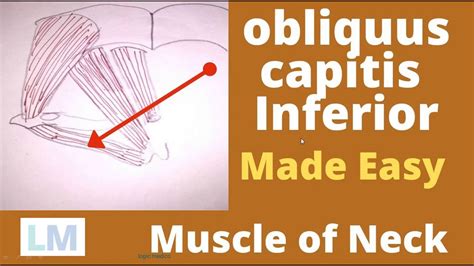 Obliquus Capitis Inferior Inferior Oblique Muscle Anatomy Origin