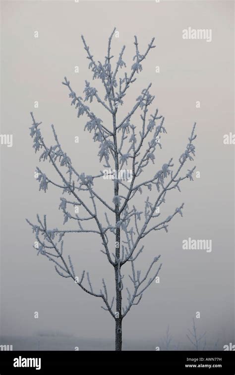 Tree With Hoar Frost Stock Photo Alamy