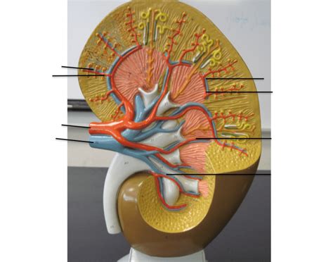 There are two renal arteries—one supplies blood to the right kidney, the other to the left kidney. Urinary System (Kidney) - Blood Vessel