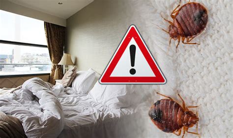 Hotel Room Real Life Bed Bugs Hotel And Apartments