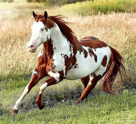 A Brown And White Horse Running In The Grass