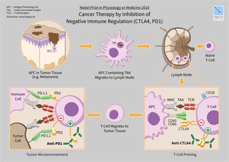 Insights Into Immuno Oncology Enabled By Single Cell Sequencing 10x