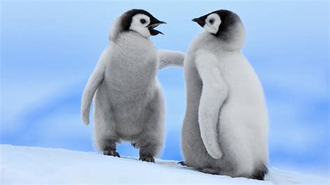 Two Cute Baby Penguins Talking