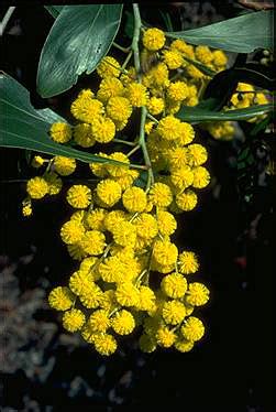The tree is actually a shrub that is 4 to 8 meters in size and 1300 species of. Australia's Floral Emblems - florabank.com.au