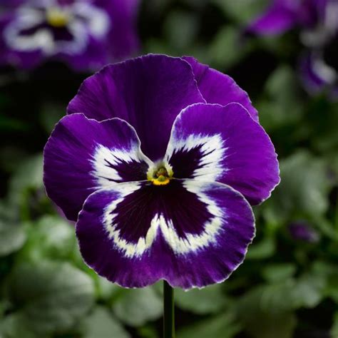 Pansy Delta Violet White From Babikow