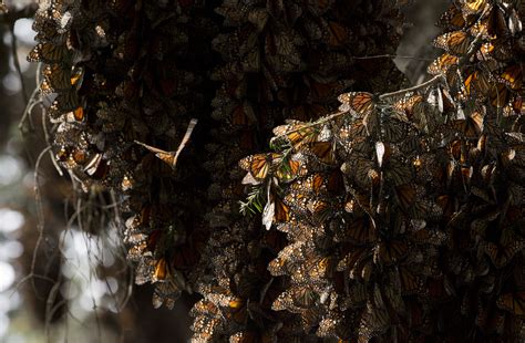 Mexico Documents Big Rebound In Monarch Butterflies News Sports