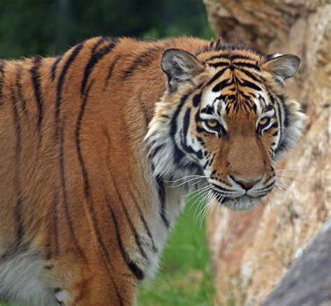 Königstiger Panthera Tigris Tigris Foto And Bild Tiere Zoo Wildpark