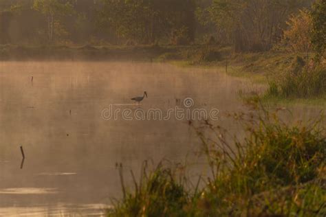 Morning Nature Scene Fog Mist On The Lake Stock Image Image Of Lake