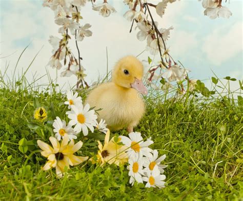 Spring Duckling Stock Image Image Of Hatch Animal Outside 29028543