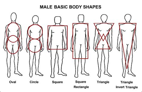 Male Body Types Drawing Chart