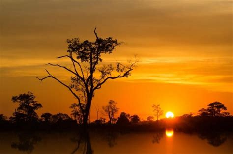 No Pantanal Mato Grossense Os Jacarés Aquecem Se Ao Sol