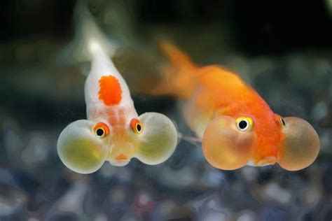 The Bubble Eye Goldfish A Delicate Fancy Fish For Cold Water Aquariums
