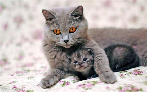 Wallpaper Gray Cat Mother With Kitten 1920x1200 Hd Picture Image