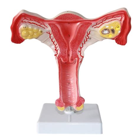 Uterine Model Vagina Ovarian Model Female Internal And External Genital