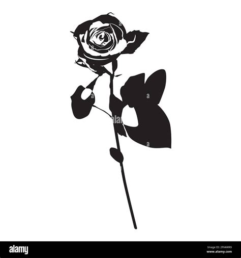 Rose Flower Black Silhouette Vector Illustration Blooming Garden