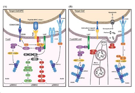 Illustration Of A Signaling At The Synapse Upon T Cell Receptor