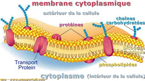 Membrane Cytoplasmique Définition Et Explications