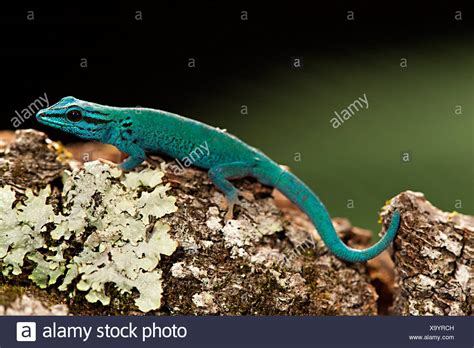 Blue Day Gecko Stockfotos Und Bilder Kaufen Alamy