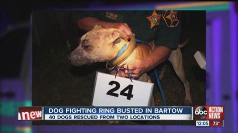60 Dogs Rescued From Two Locations After Dog Fighting Ring