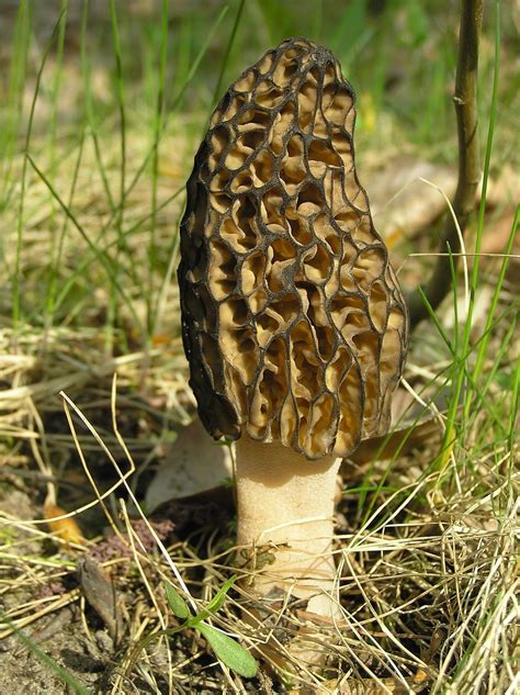 Should Be A Good Year For Morel Mushrooms In Ohio