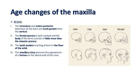 Development And Growth Of Maxilla