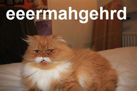 Oki The Moustache Cat Know Your Meme