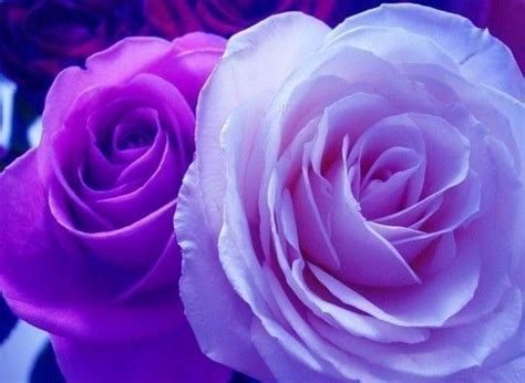 Roses Violet