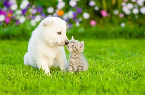 How To Raise A Kitten And A Puppy Together Catpointers