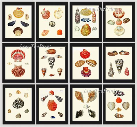 Vintage Sea Shells Print Wall Art Set Of 12 Beautiful Antique Vintage