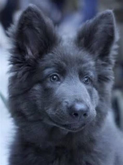 Blue German Shepherd Puppies Ever Hear Of A Blue German Shepherd