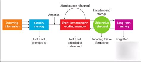 Sensory Short Term And Long Term Memory Diagram Quizlet