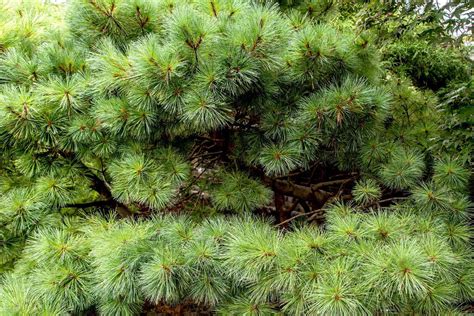 How To Grow And Care For Eastern White Pine