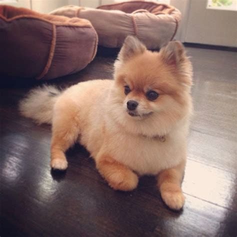 25 Of The Cutest Photos That Ever Cuted Baby Puppy Dogs Pomeranian