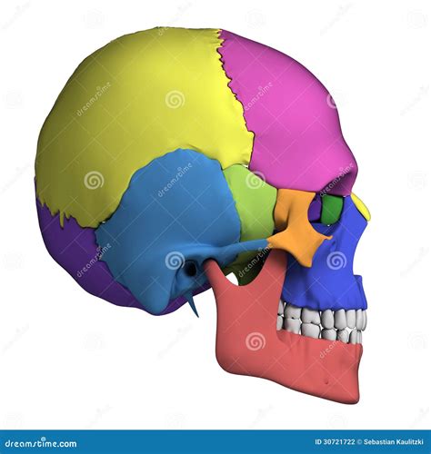 Anatomia Umana Del Cranio Illustrazione Di Stock Illustrazione Di